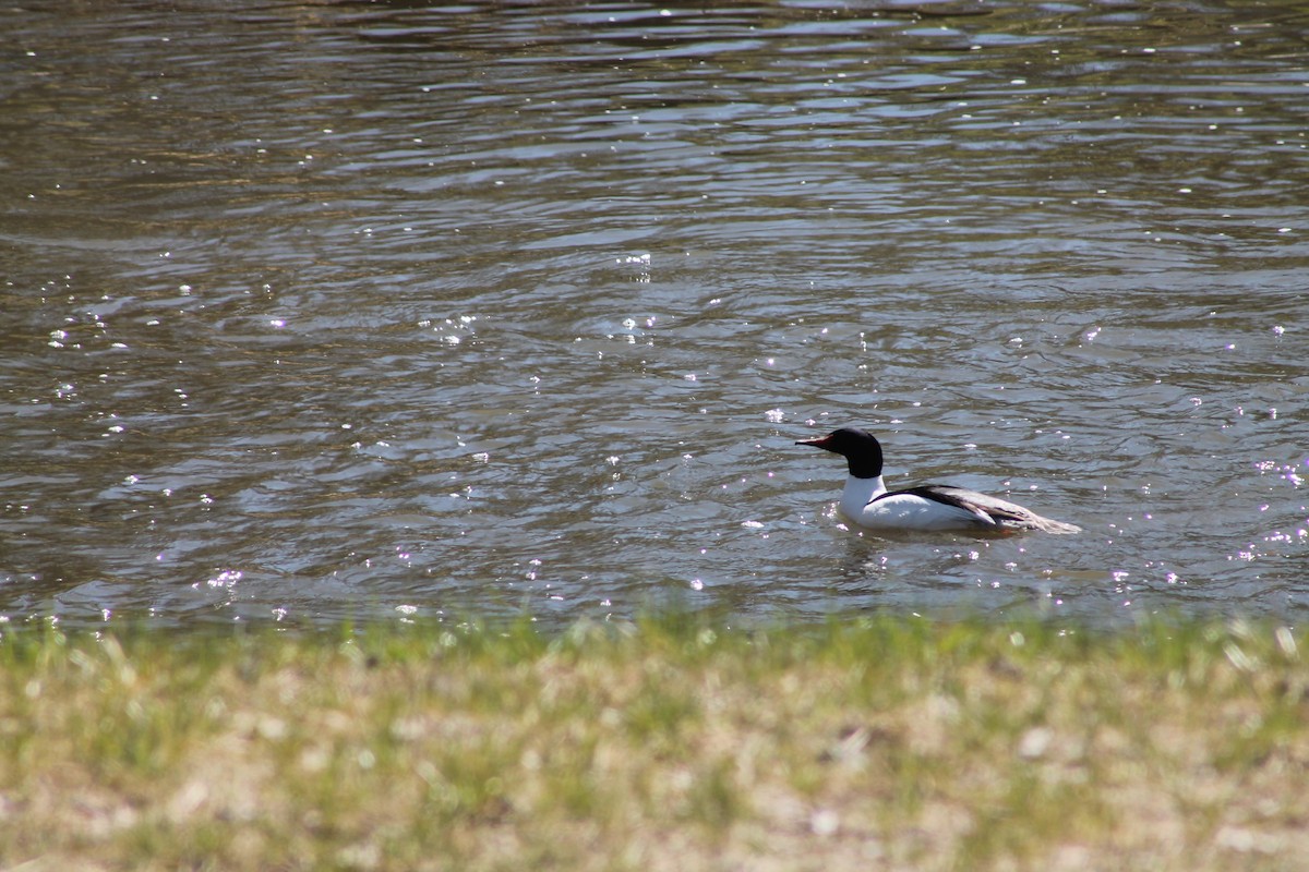 Common Merganser - Mélanie Pinard