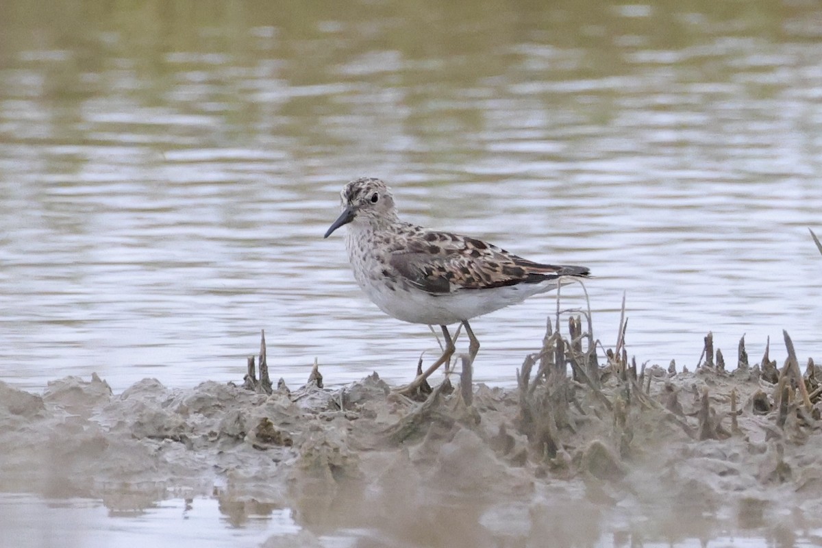 Least Sandpiper - Anonymous