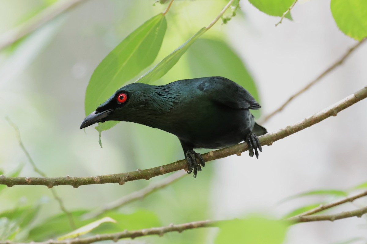 Asian Glossy Starling - ML618073934