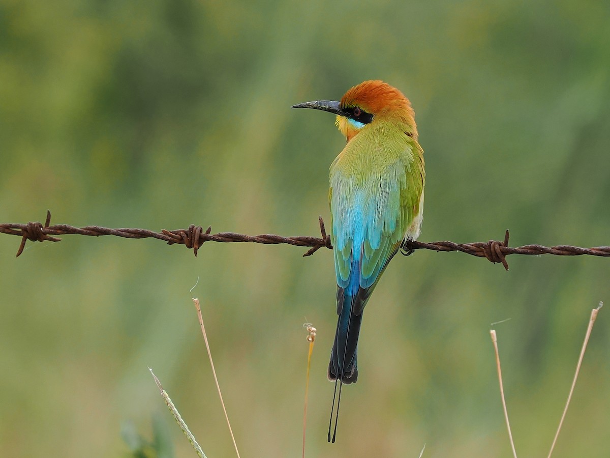 Rainbow Bee-eater - Len and Chris Ezzy