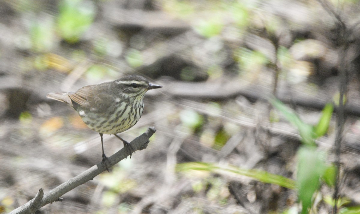 Northern Waterthrush - Cyrus Allen