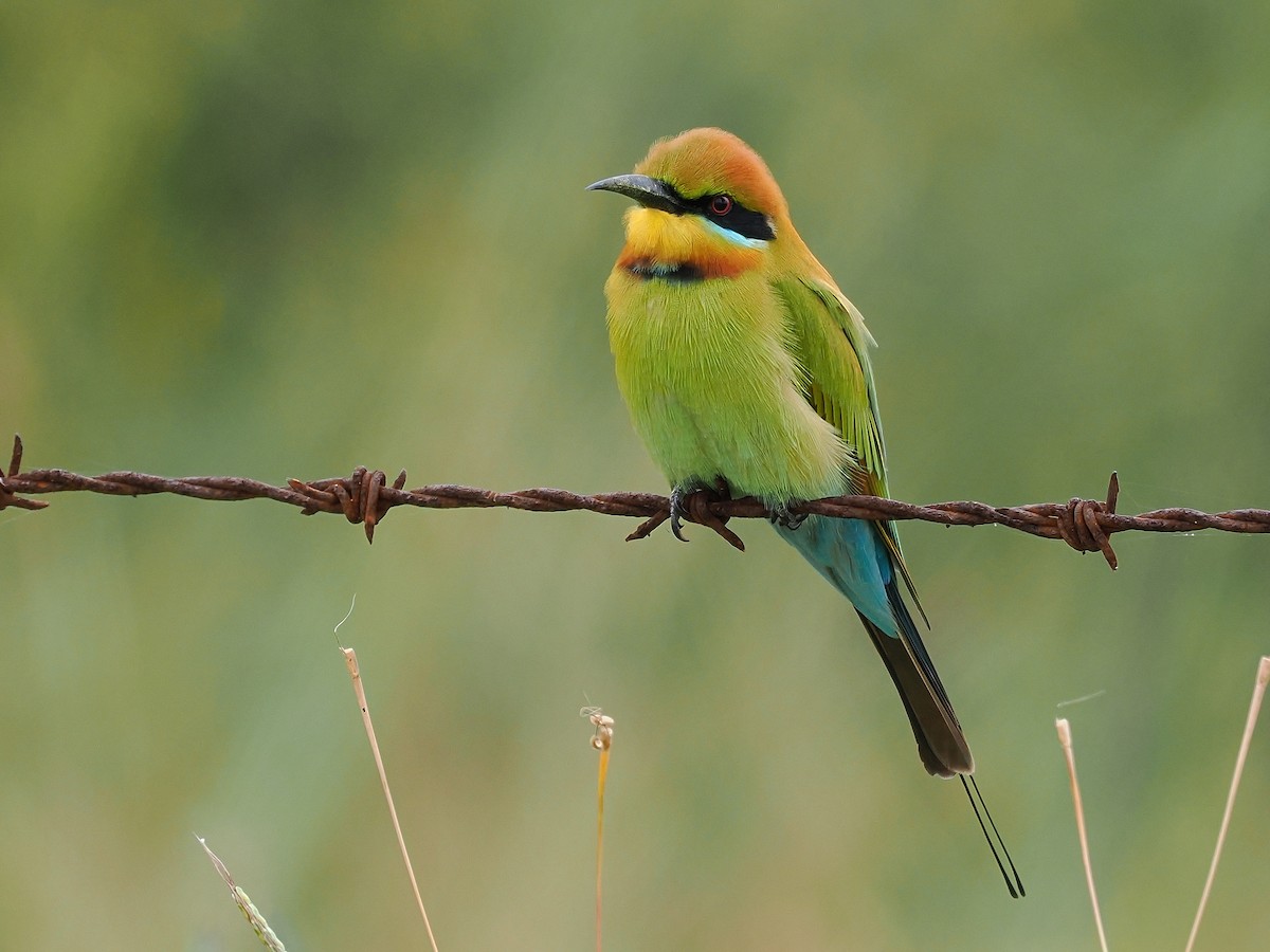 Rainbow Bee-eater - ML618073947