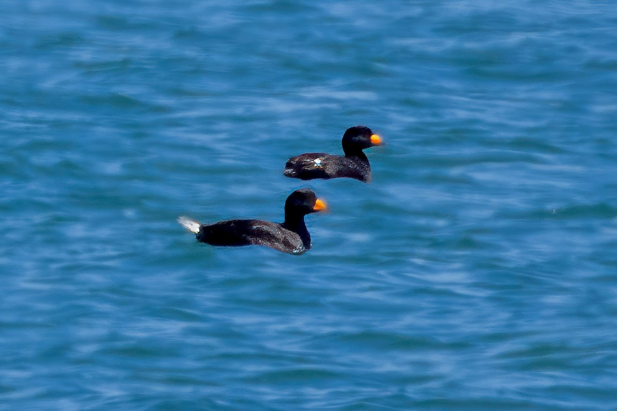 Black Scoter - ML618073953