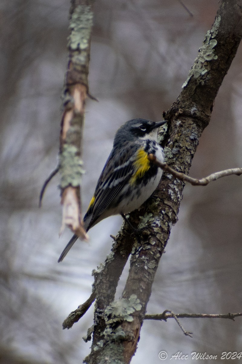 Yellow-rumped Warbler - Alec Wilson