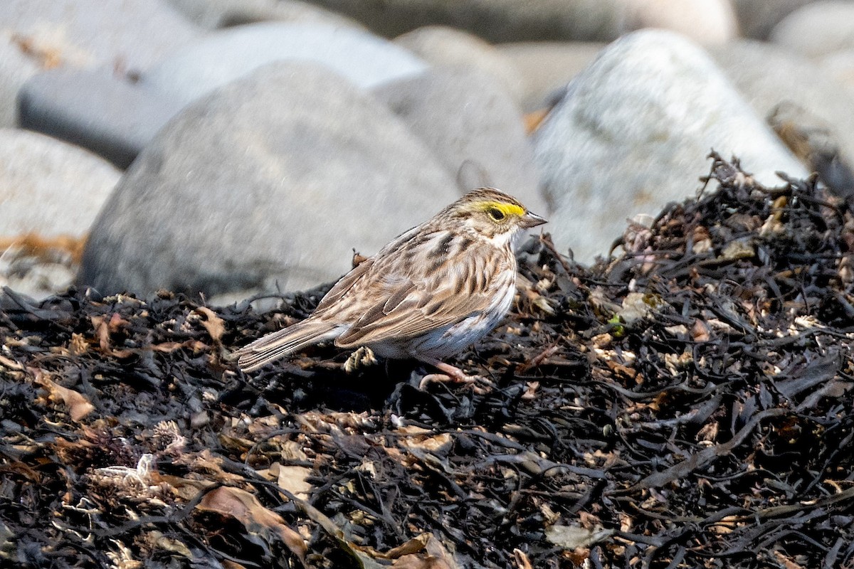 Savannah Sparrow (Ipswich) - ML618073973