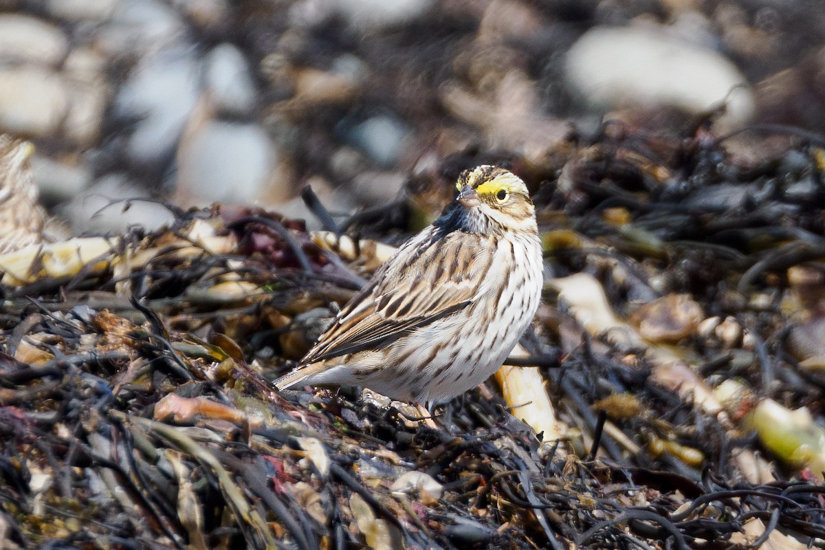 Savannah Sparrow (Ipswich) - ML618073974