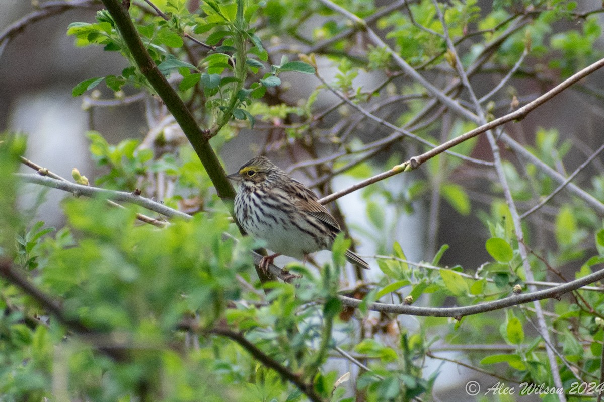 Savannah Sparrow - Alec Wilson