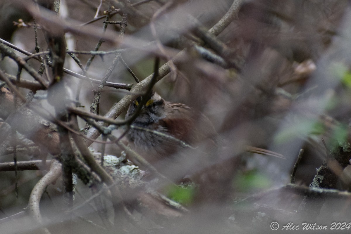 White-throated Sparrow - Alec Wilson