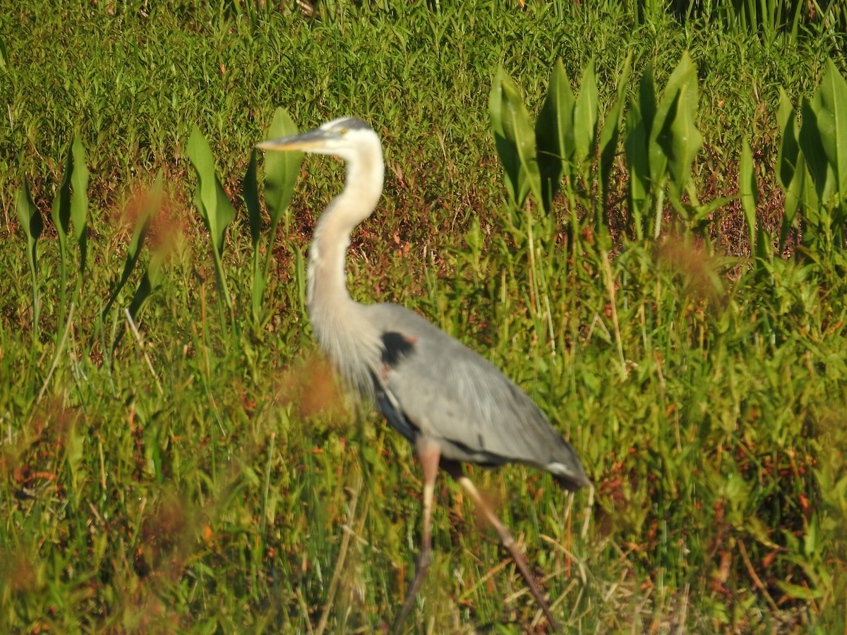 Great Blue Heron - Michael Weisensee