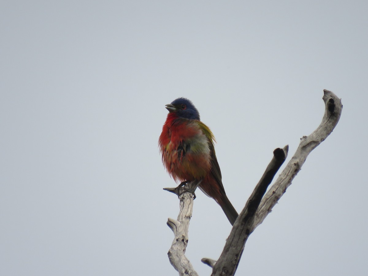 Painted Bunting - Gregg Friesen