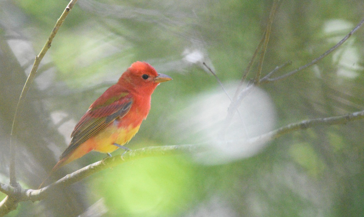 Summer Tanager - Cyrus Allen