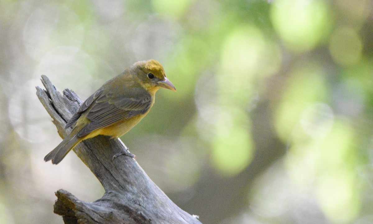 Summer Tanager - Cyrus Allen