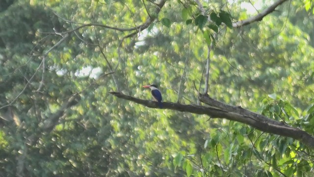 Black-capped Kingfisher - ML618074035