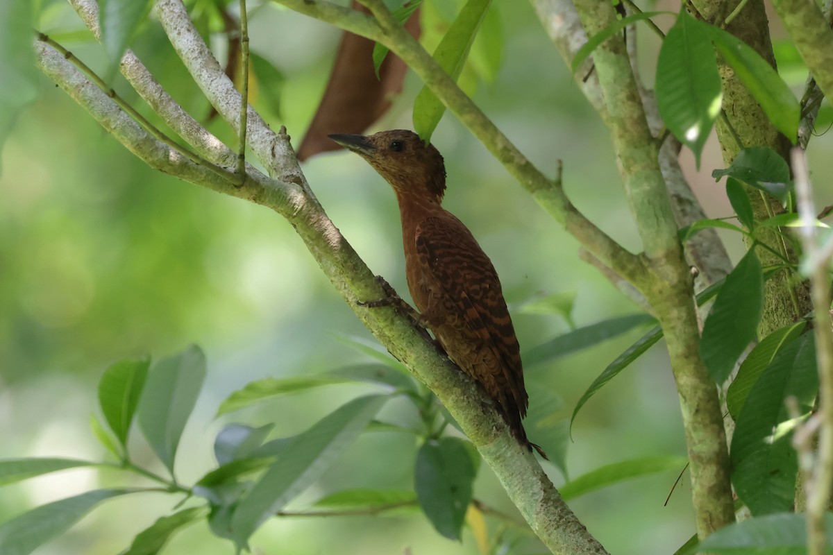 Rufous Woodpecker - Peter Christiaen