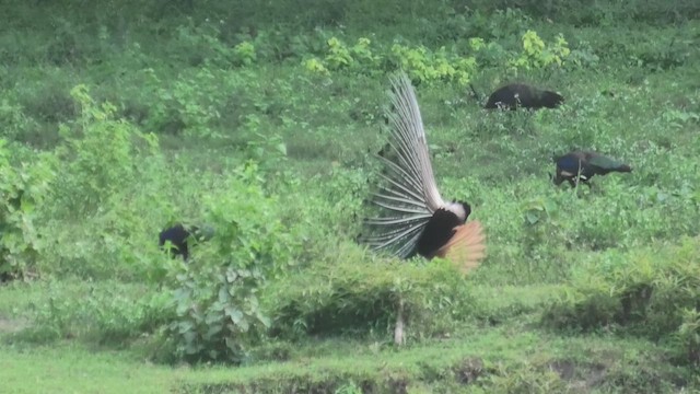 Green Peafowl - ML618074040