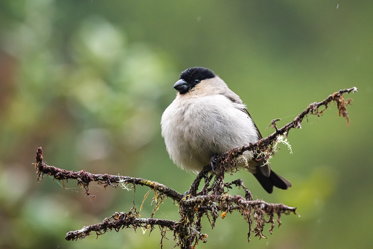 Azores Bullfinch - ML618074077