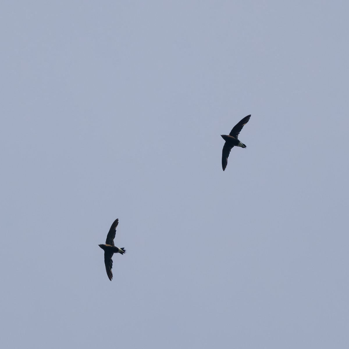 Brown-backed Needletail - ML618074081