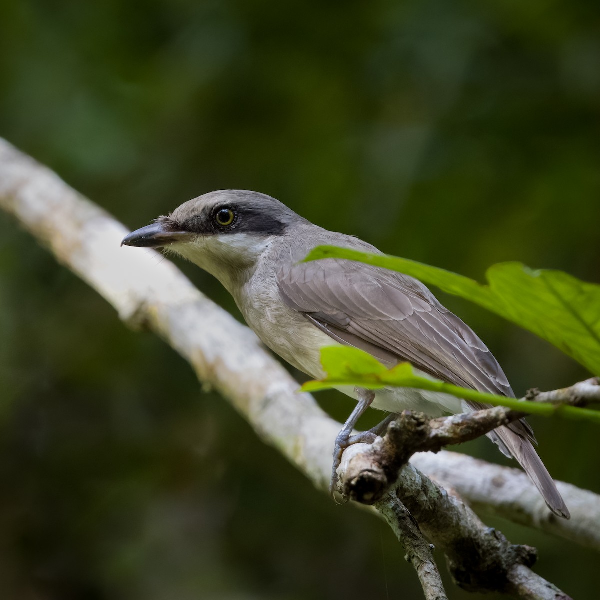 Large Woodshrike - ML618074088