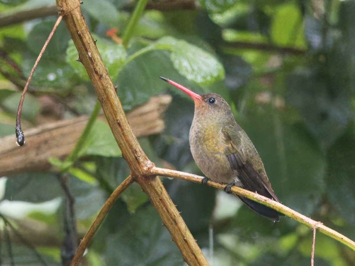 Gilded Hummingbird - ML618074092