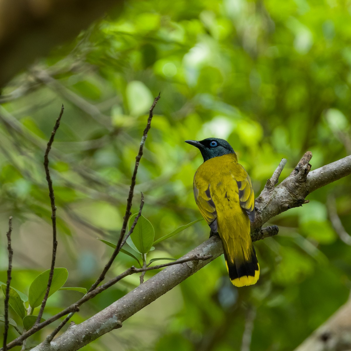 Black-headed Bulbul - ML618074098