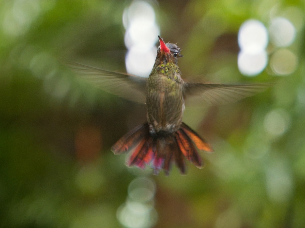 Gilded Hummingbird - ML618074111