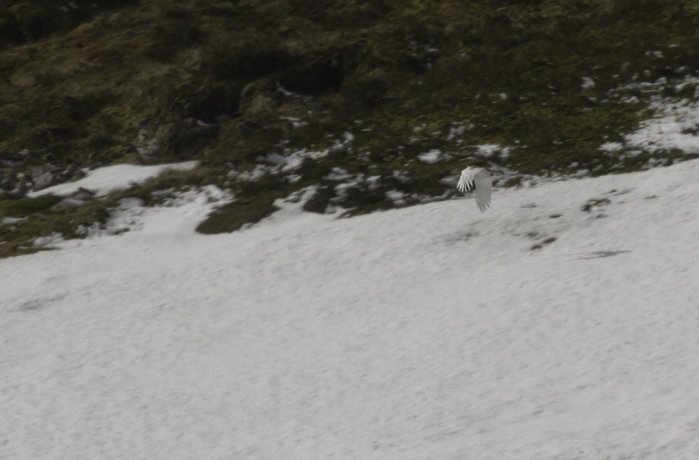 Rock Ptarmigan - Andy Benson