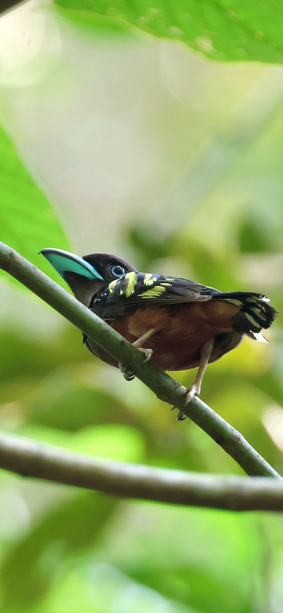 Banded Broadbill - ML618074122