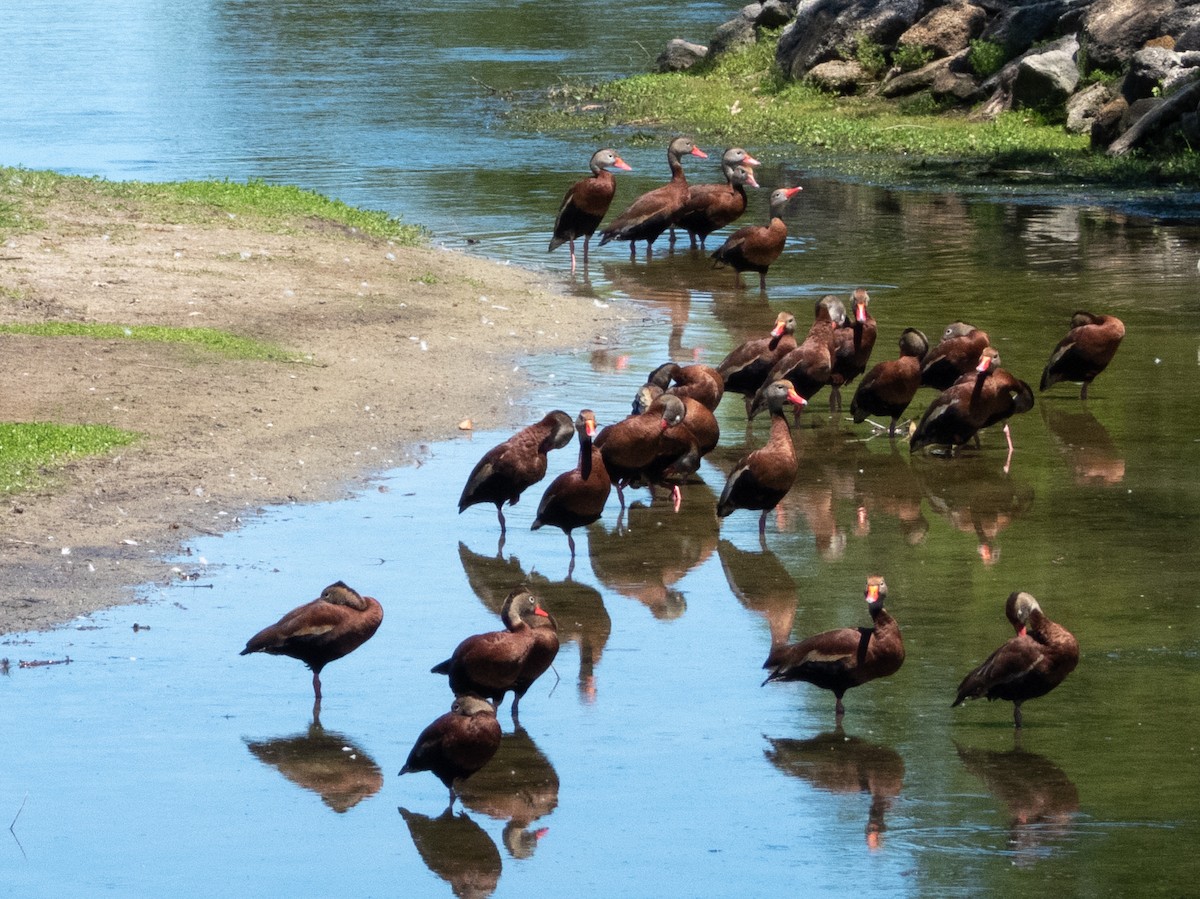 Black-bellied Whistling-Duck - ML618074123