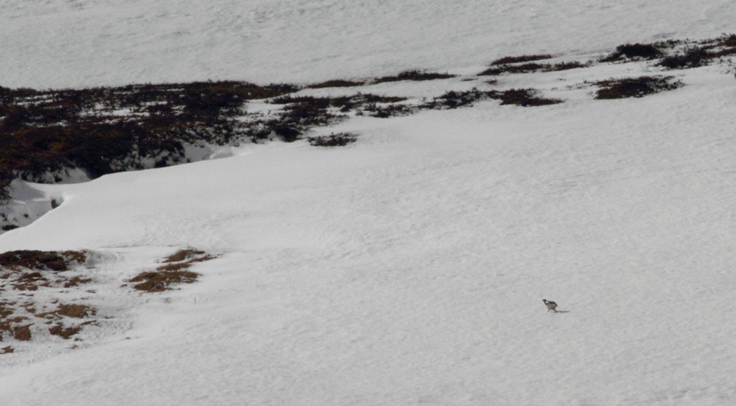 Rock Ptarmigan - ML618074126