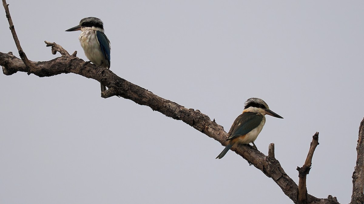 Red-backed Kingfisher - Len and Chris Ezzy