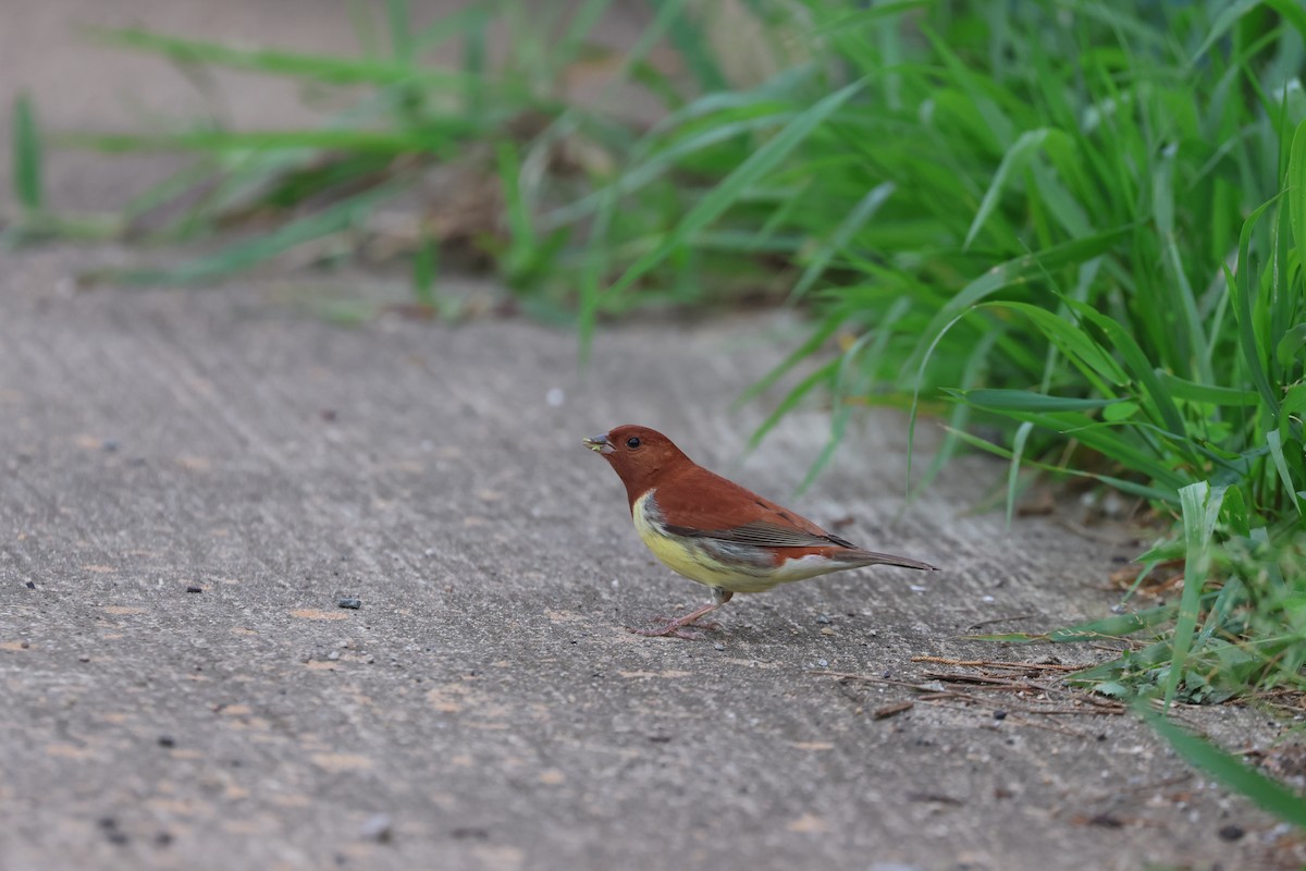 Chestnut Bunting - Chi-Hsuan Shao