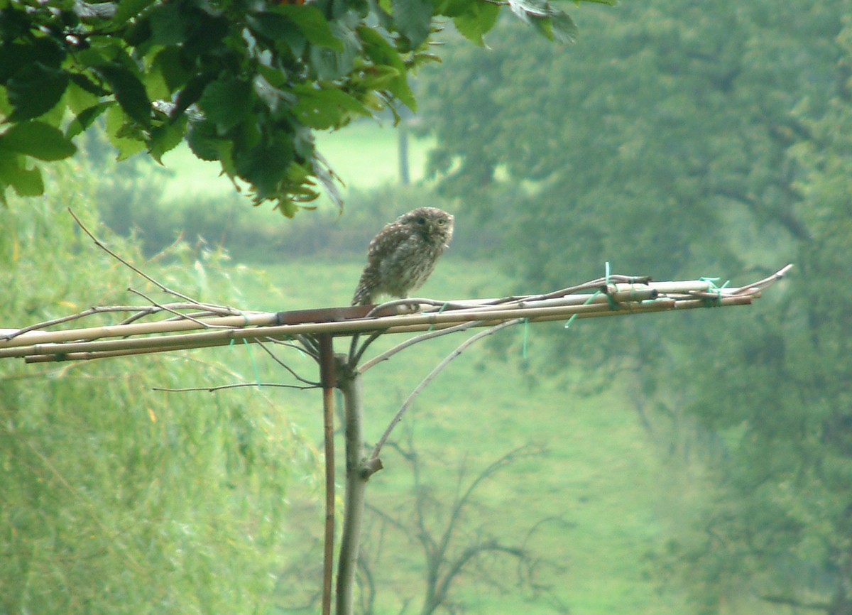 Little Owl - Guido Van den Troost