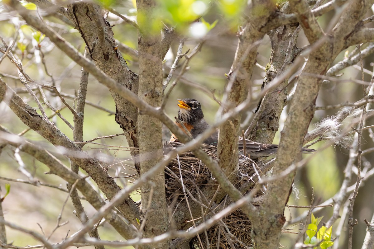 American Robin - Matt Newman