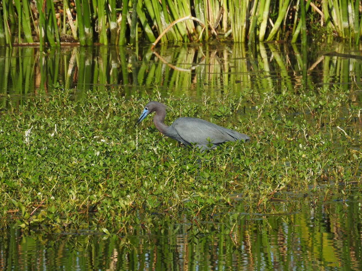 Little Blue Heron - ML618074208