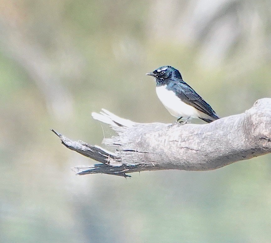 Willie-wagtail - Norm Clayton