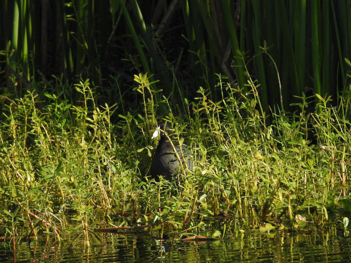 American Coot - Michael Weisensee