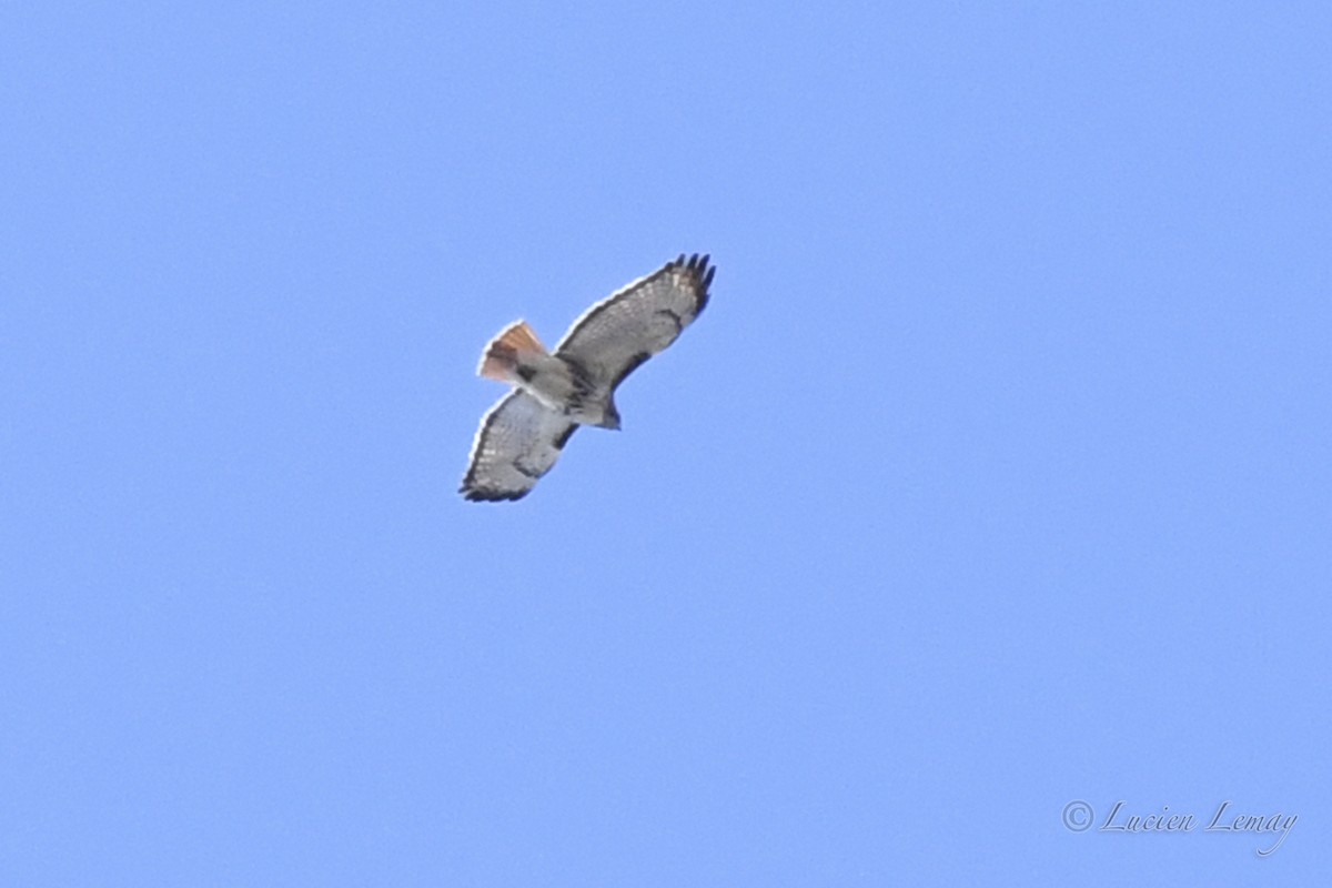 Red-tailed Hawk - Lucien Lemay