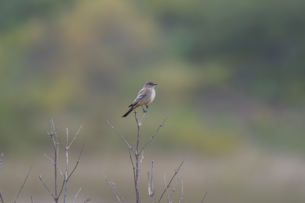 Say's Phoebe - Aditya Rao