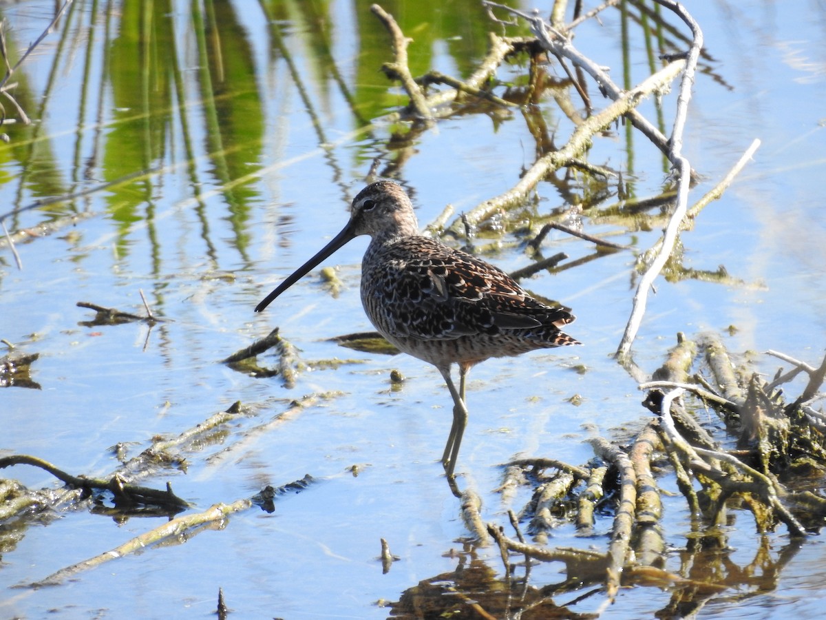 Long-billed Dowitcher - ML618074229