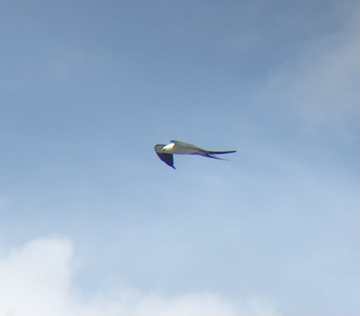 Swallow-tailed Kite - KZ F