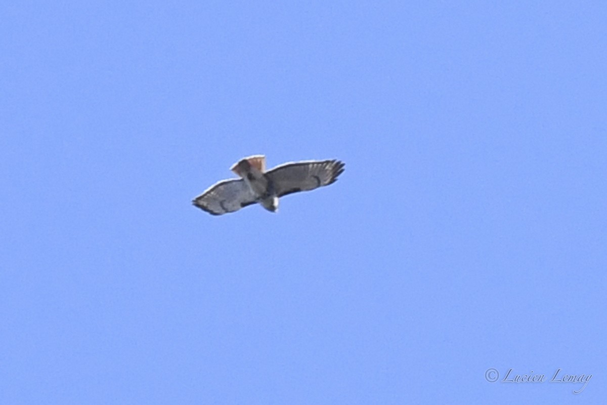 Red-tailed Hawk - Lucien Lemay