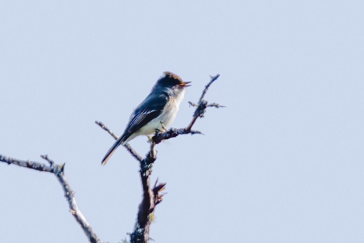 Eastern Phoebe - ML618074248