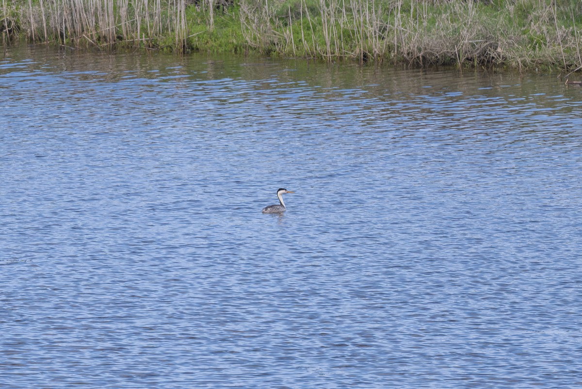 Western Grebe - ML618074267