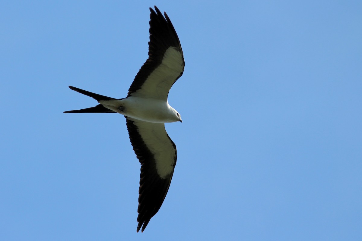 Swallow-tailed Kite - Oscar Johnson