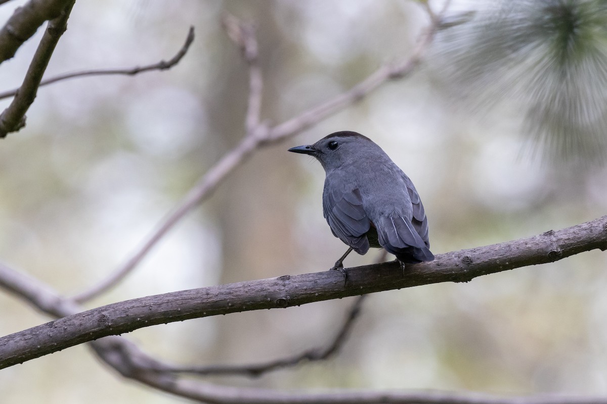 Gray Catbird - Matt Newman