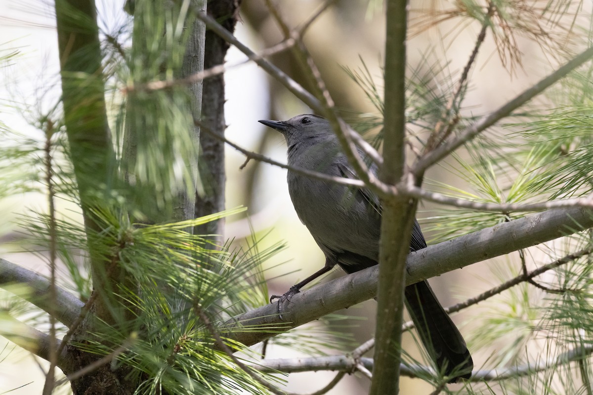 Gray Catbird - Matt Newman