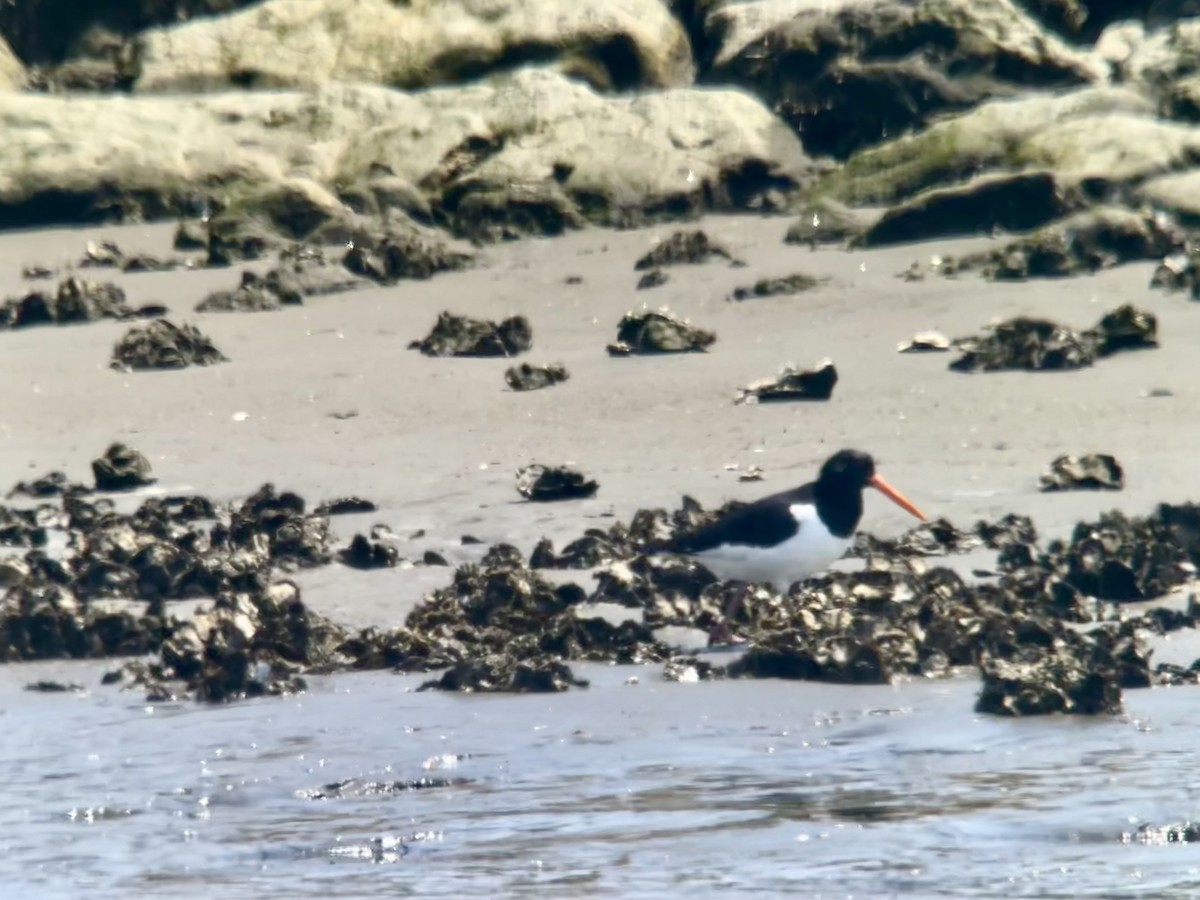 Eurasian Oystercatcher - ML618074291