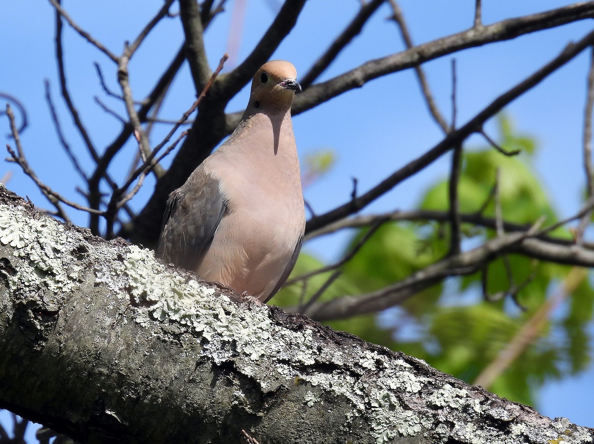 Mourning Dove - Douglas Cioffi