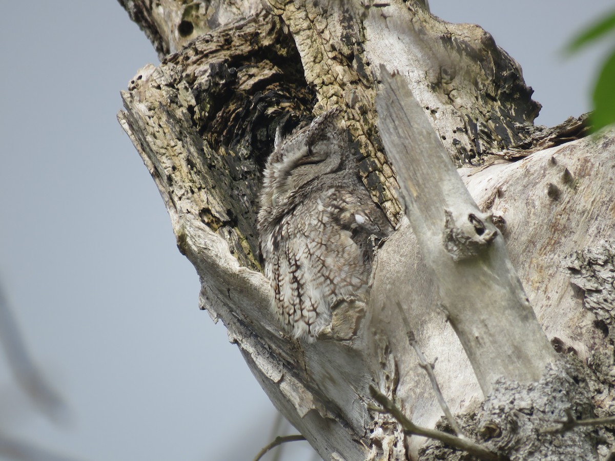 Eastern Screech-Owl - Curtis Mahon