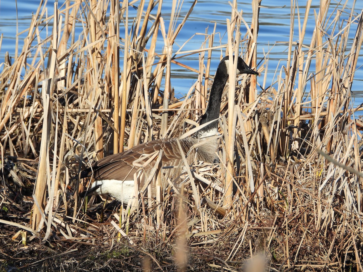 Canada Goose - Christine Bolduc